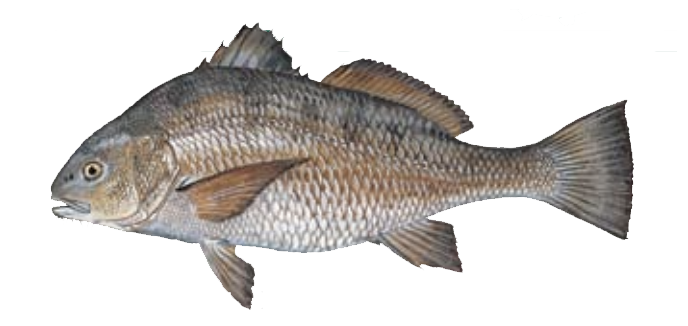 Black drum fish