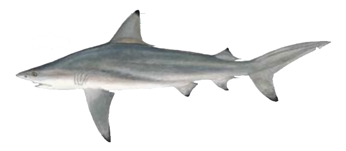 Blacktip Shark