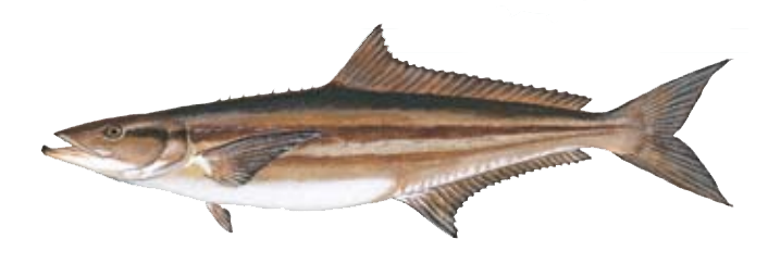 Cobia