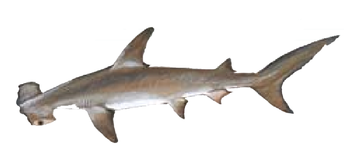 Hammerhead shark