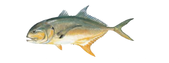 Crevalle Jack