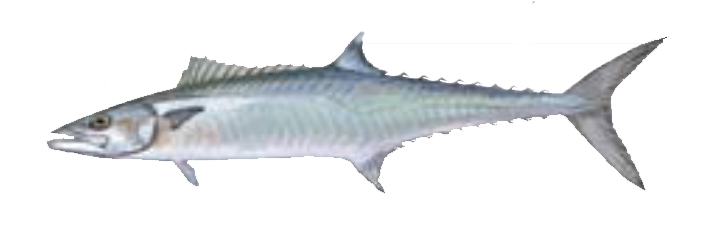 King Mackerel