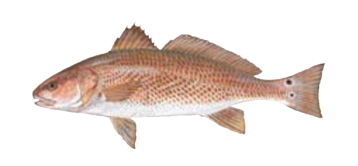 Red Drum fish