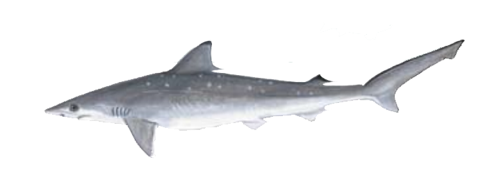 Atlantic Sharp Nose Shark