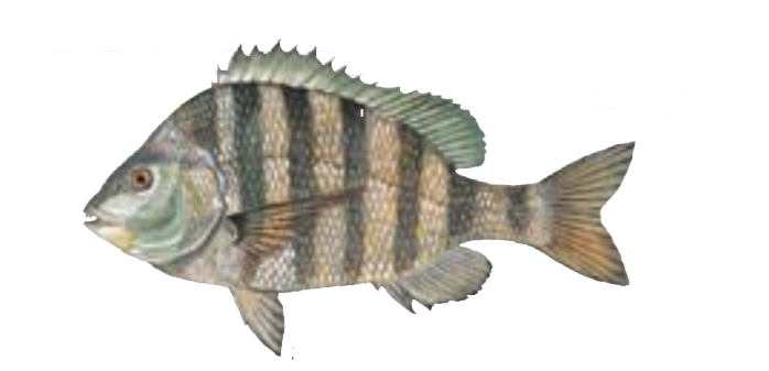 sheepshead