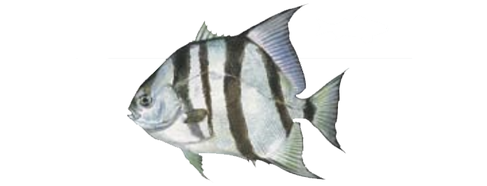 Spadefish