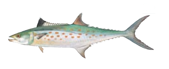 Spanish Mackerel