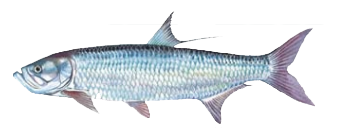 Tarpon.