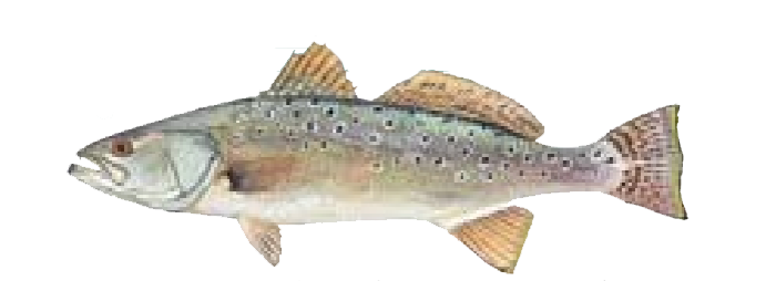 trout