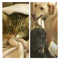 Photo of crewmember's pets